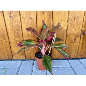 Aglaonéma (Aglanoema) ´CRETE FLAME´ - výška 15-20 cm, kont. C1L